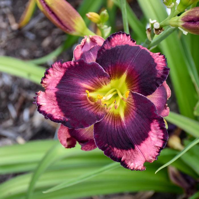 Hemerocallis Rainbow Rhythm® Storm Shelter