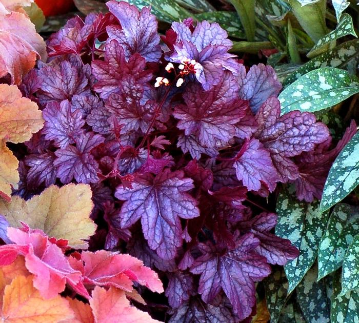 Heuchera City™ Shanghai PP21859