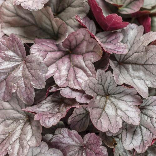 Heuchera Dolce® Silver Gumdrop