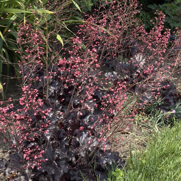Heuchera Dolce® Sultry Night PPAF