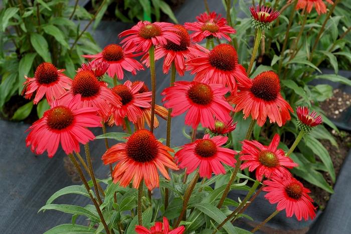 Echinacea Kismet® Red PP29743