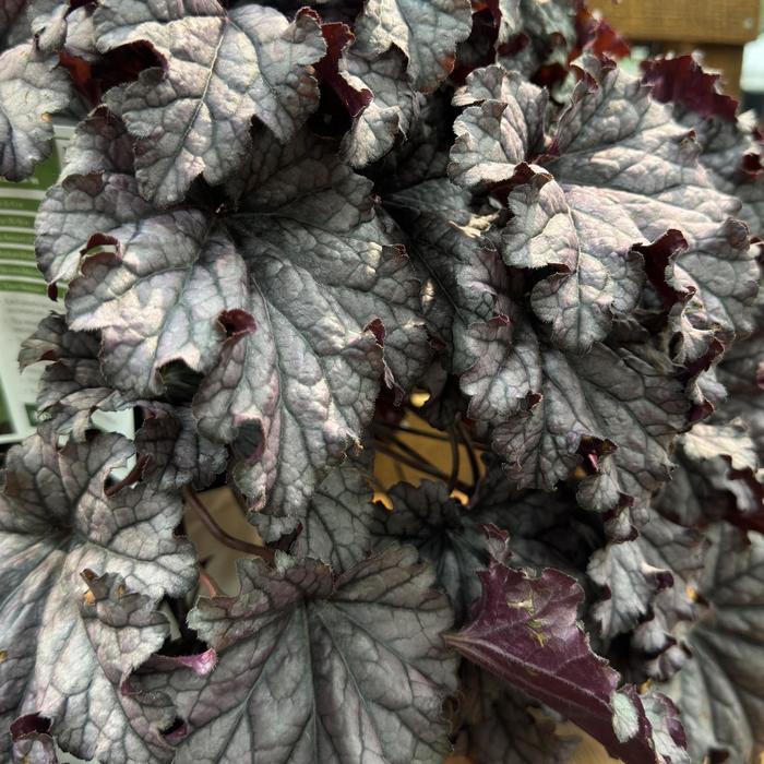 Heuchera Dressed Up® Prom Dress