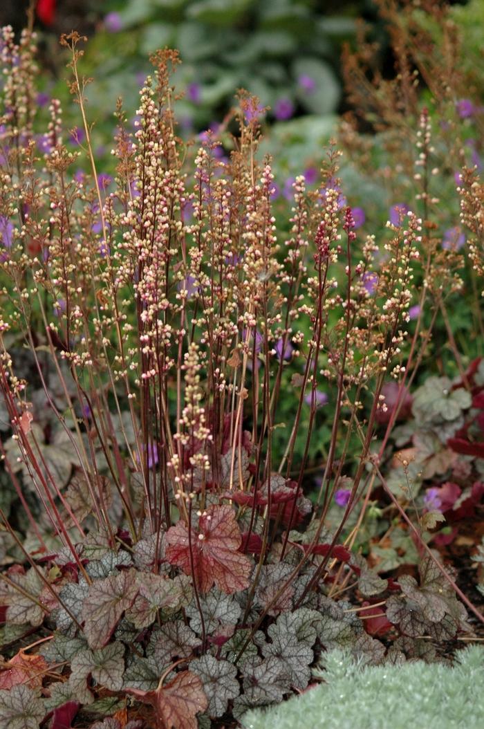 Heuchera Silver Scrolls