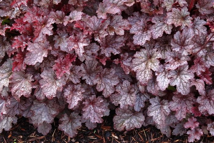 Heuchera americana Plum Pudding