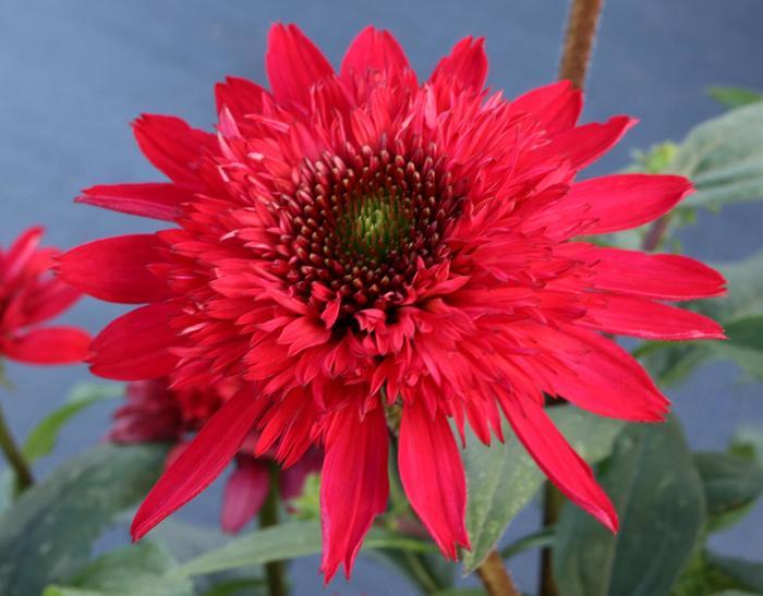 Echinacea Sunny Days™ Ruby PPAF