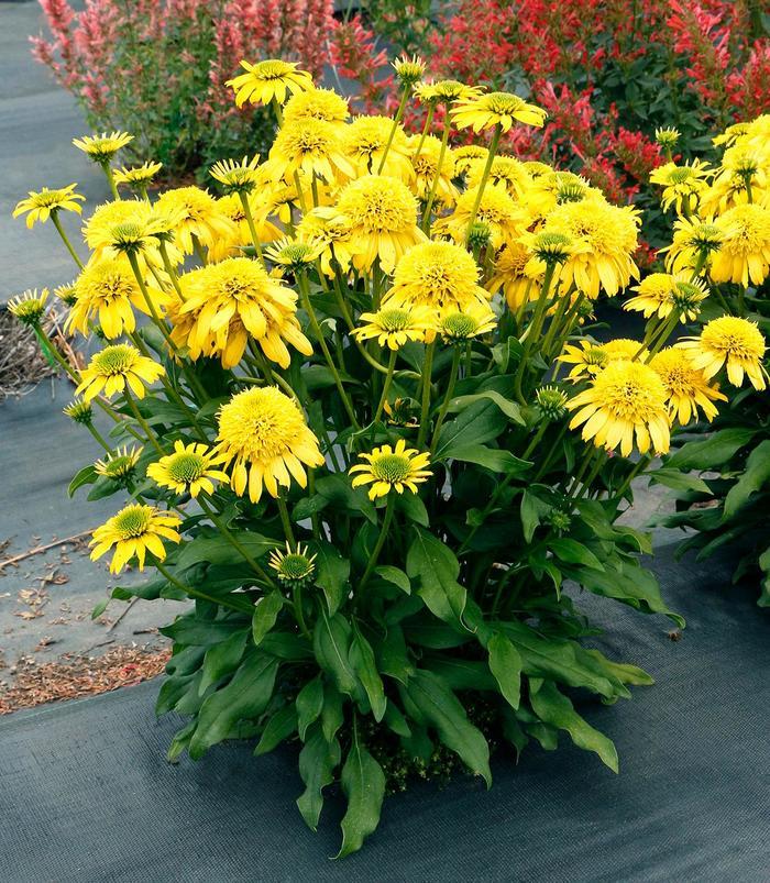 Echinacea Sunny Days™ Lemon PP33471