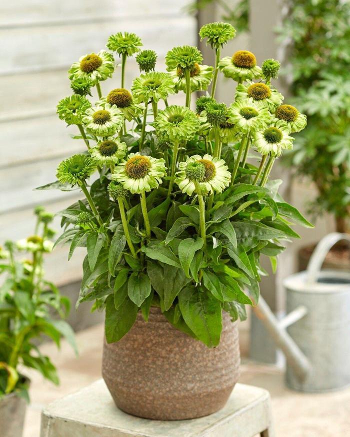 Echinacea Sunseekers® Apple Green
