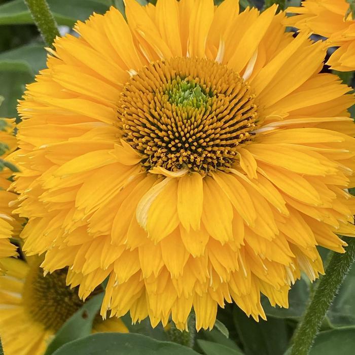 Echinacea SunSeekers® Golden Sun