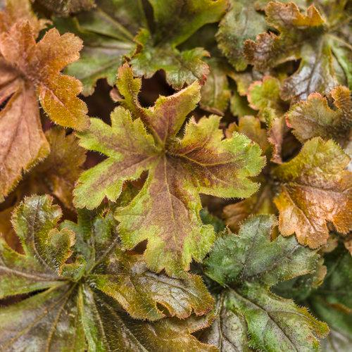 Heucherella Fun and Games® Hopscotch
