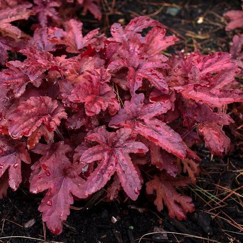 Heucherella Fun and Games® Red Rover