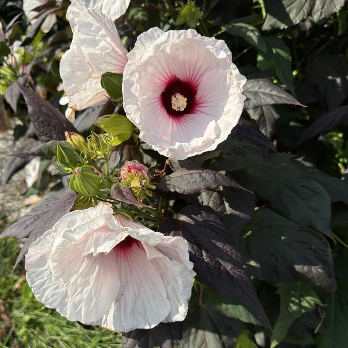 Hibiscus Dark Mystery PP32036