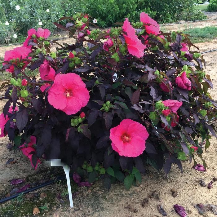 Hibiscus Head Over Heels® Passion