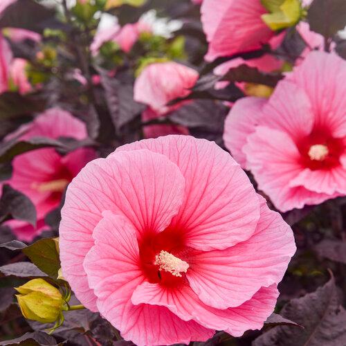 Hibiscus Summerific® Edge of Night