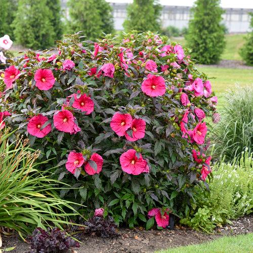 Hibiscus Summerific® Evening Rose