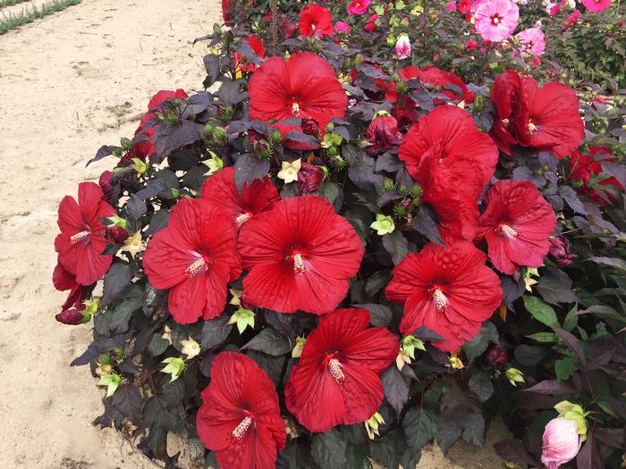 Hibiscus Summerific® Holy Grail