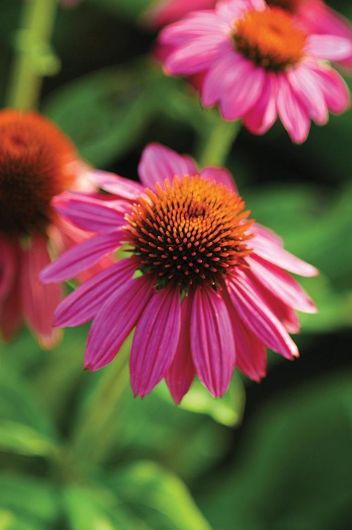 Echinacea purpurea PowWow® Wild Berry