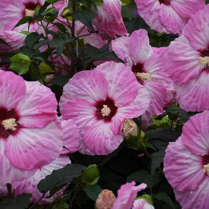 Hibiscus Summerific® Spinderella
