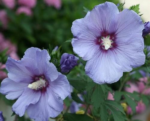 Hibiscus syriacus Azurri Blue Satin® PP20563