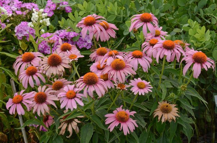 Echinacea purpurea Prairie Splendor™