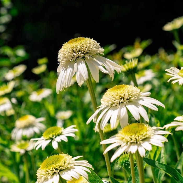 Echinacea purpurea Vanilla Drip™ PP18617