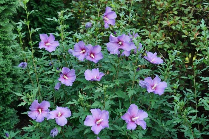 Hibiscus syriacus Paraplu Violet® PP33180