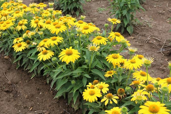Echinacea x hybrida Sombrero ® Lemon Yellow Improved