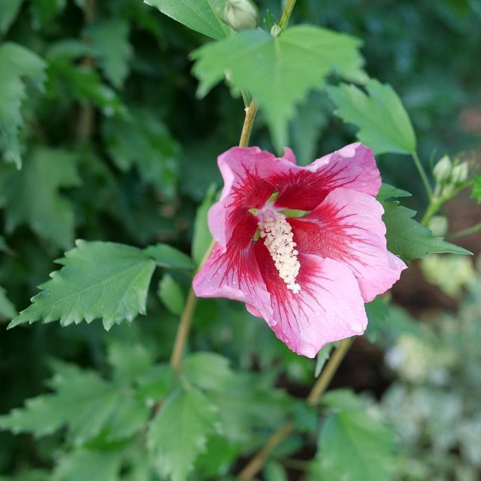Hibiscus syriacus Red Pillar® PP35332