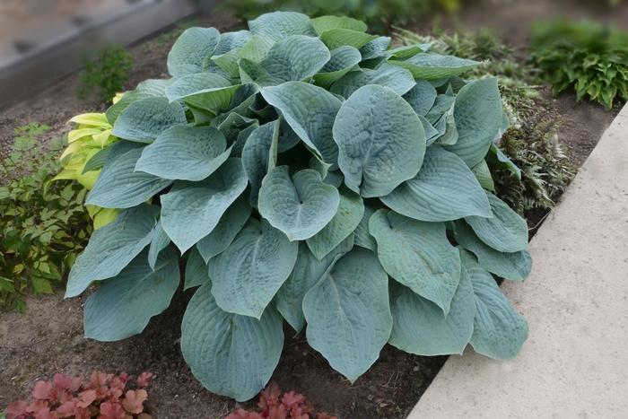 Hosta Blueberry Muffin