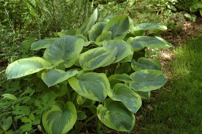 Hosta Francis Williams