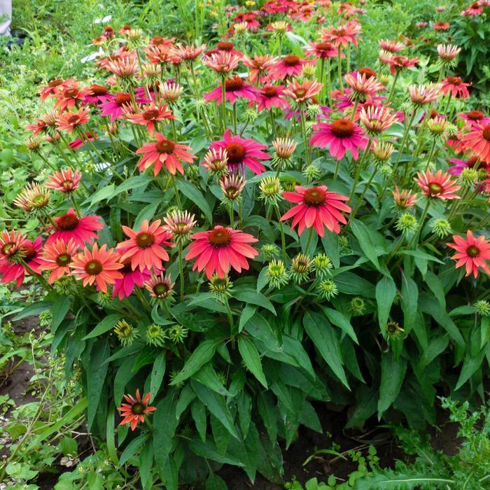 Echinacea x hybrida Sombrero™ Tres Amigos