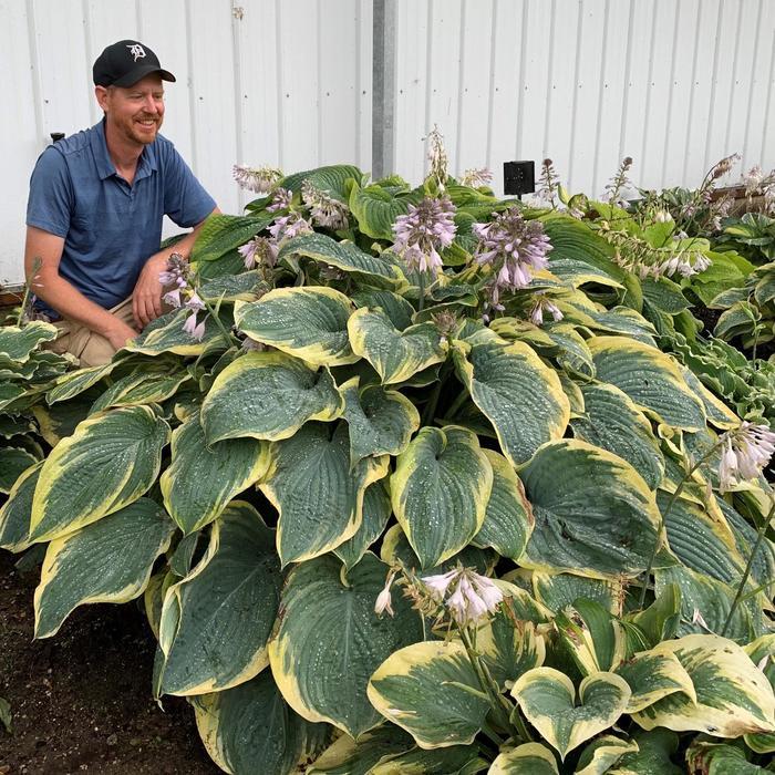 Hosta Shadowland® Gigantosaurus PP35135