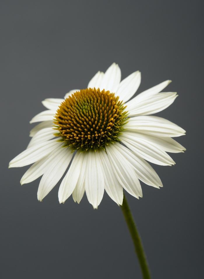 Echinacea x hybrida Sombrero® Blanco