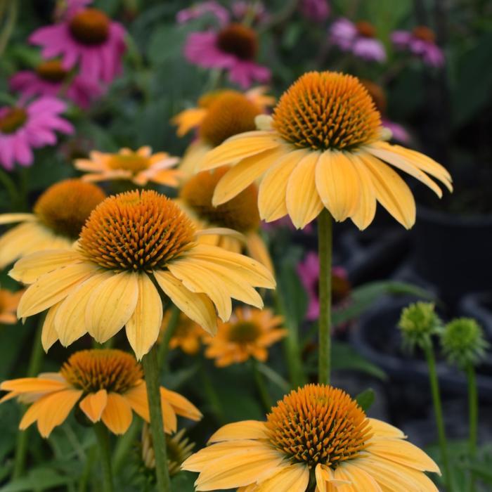 Echinacea x hybrida Sombrero® Granada Gold
