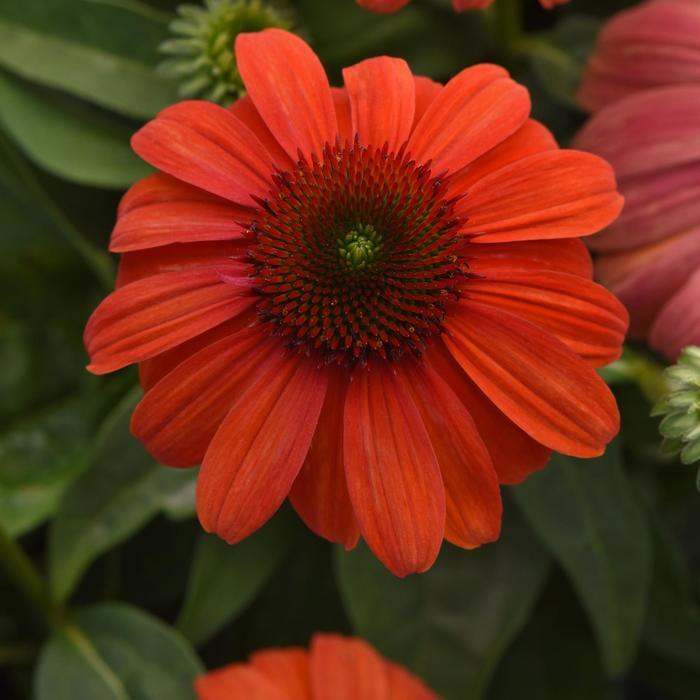 Echinacea x hybrida Sombrero® Mandarin Mambo