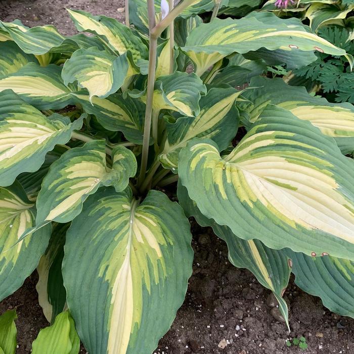 Hosta Shadowland® Love Story PP34224
