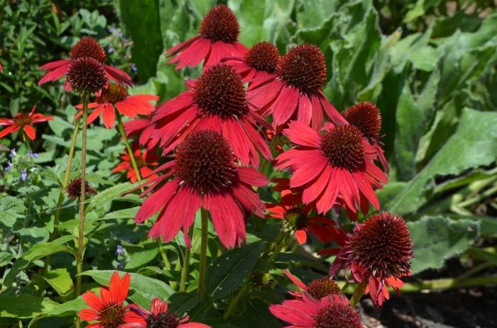 Echinacea x hybrida Sombrero® Salsa Red