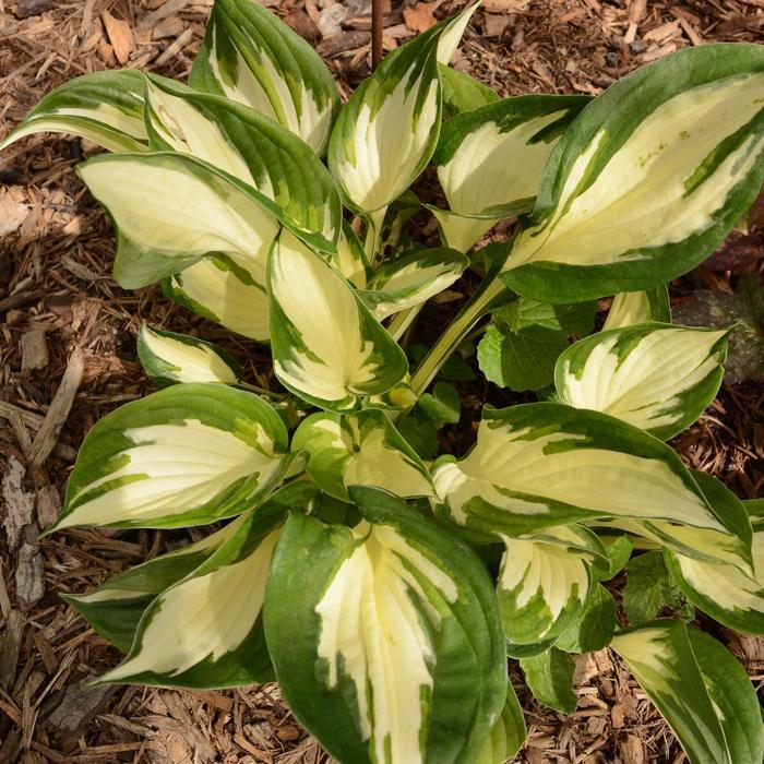 Hosta fortunei Fire and Ice
