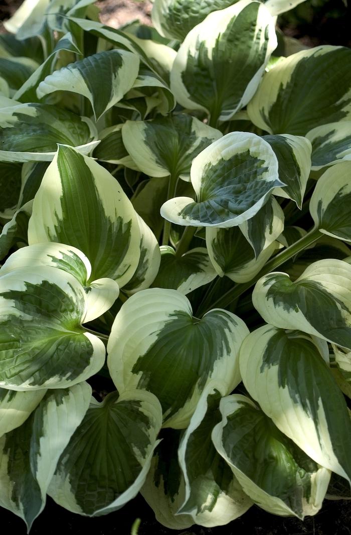 Hosta fortunei Patriot