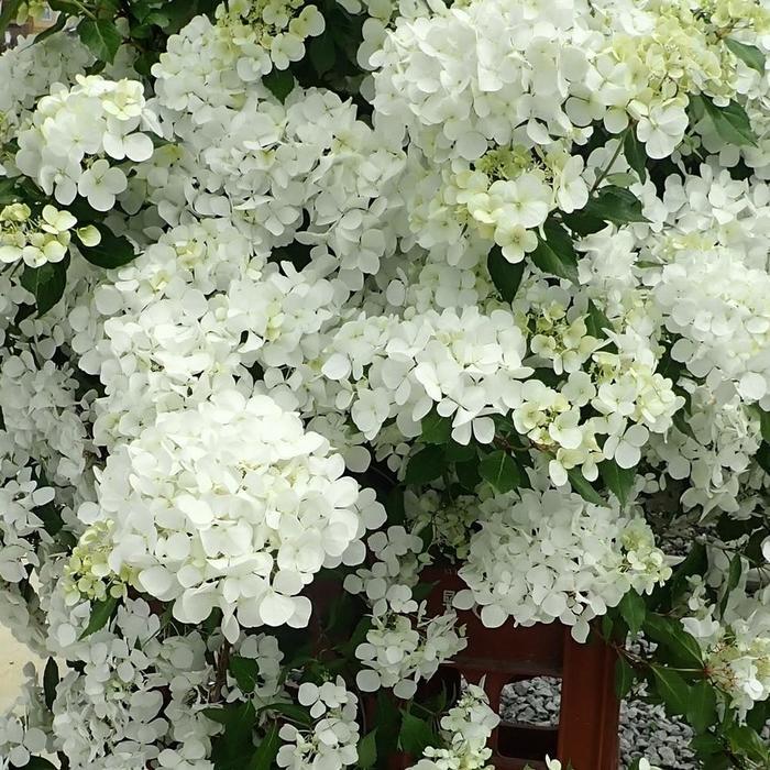 Hydrangea Fairytrail® White