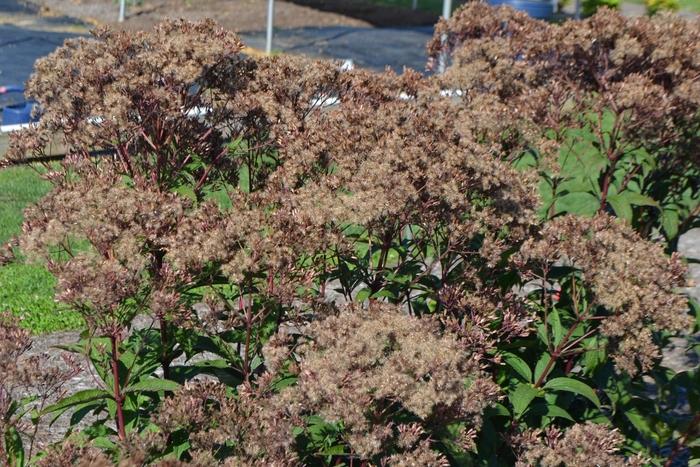 Eupatorium dubium Baby Joe PP20320