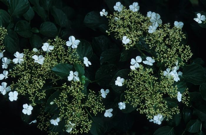 Hydrangea anomala spp. petiolaris 