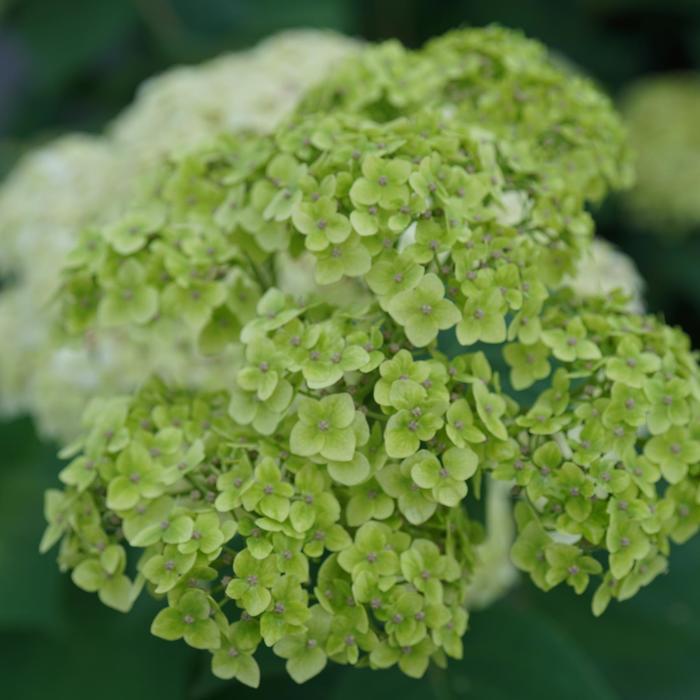 Hydrangea arborescens Invincibelle Sublime® PP34418