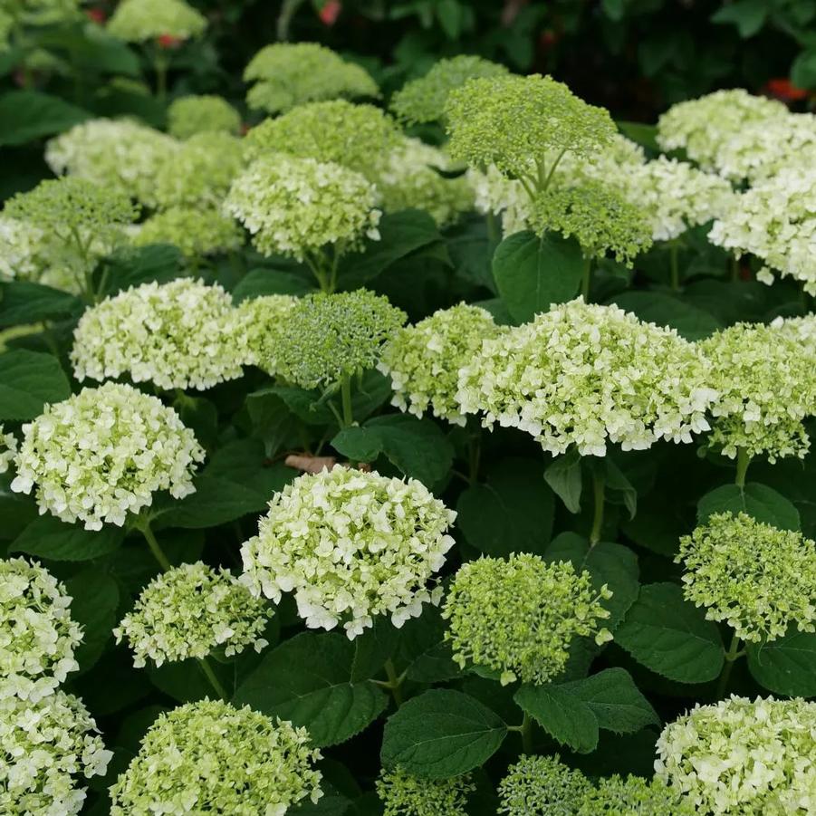 Hydrangea arborescens Invincibelle Wee White® PP30296