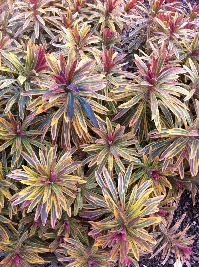 Euphorbia martinii Ascot Rainbow