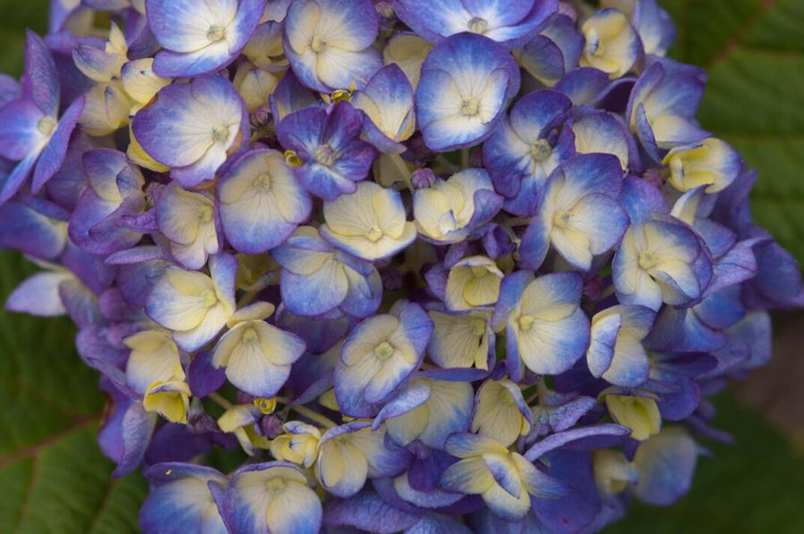 Hydrangea macrophylla BloomStruck®