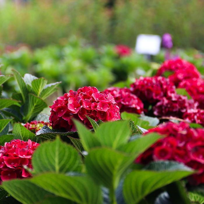 Hydrangea macrophylla Cherry-Go-Round® PP34379