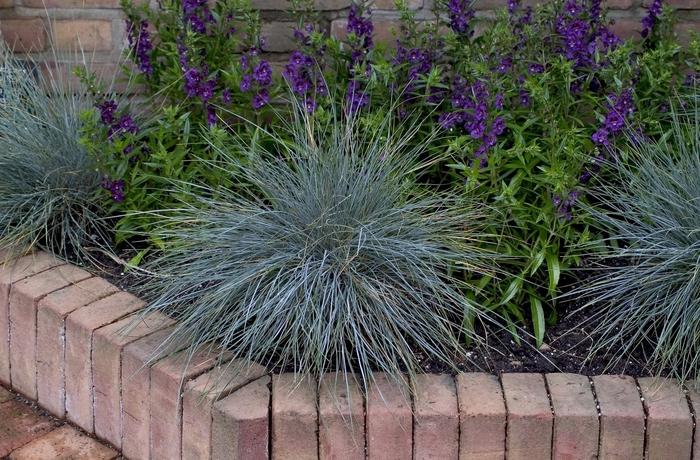 Festuca glauca Elijah Blue