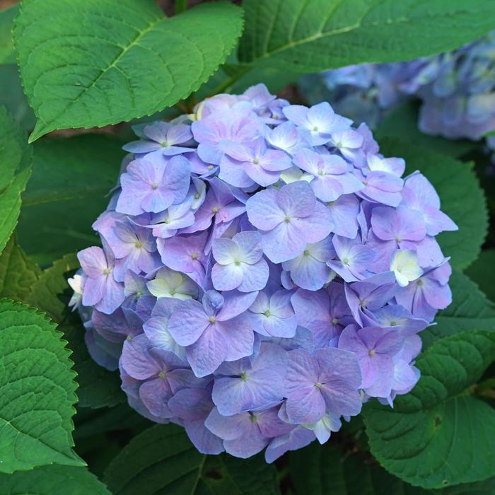 Hydrangea macrophylla Let's Dance Sky View® PP34327
