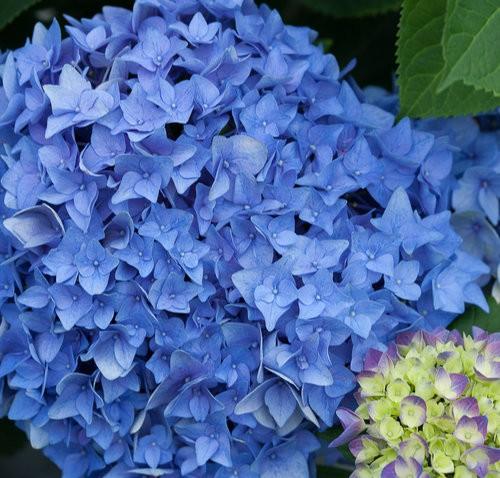 Hydrangea macrophylla Let's Dance® Rhythmic Blue®