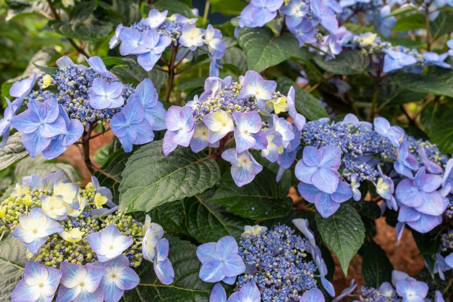 Hydrangea macrophylla Pop Star™ PP33708